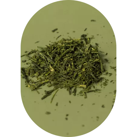 Lune Tea Herbata Green Sencha herbatki Lune Tea, Yogi Tea, Ziolove Lune Tea