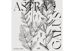 Astragalus  –  na co pomaga korzeń traganka